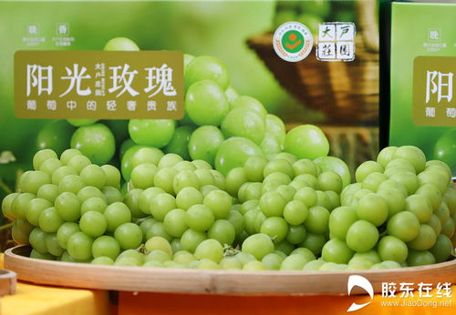 豐收節(jié)里看煙臺(tái) 特色農(nóng)產(chǎn)品展與初加工新貌